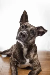 From focus challenges to sensory overload—training solutions designed for your brain and your dog. 