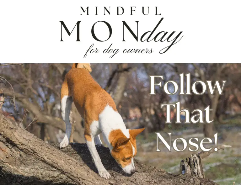 Follow Their Nose: Simple Dog Scent Enrichment Ideas