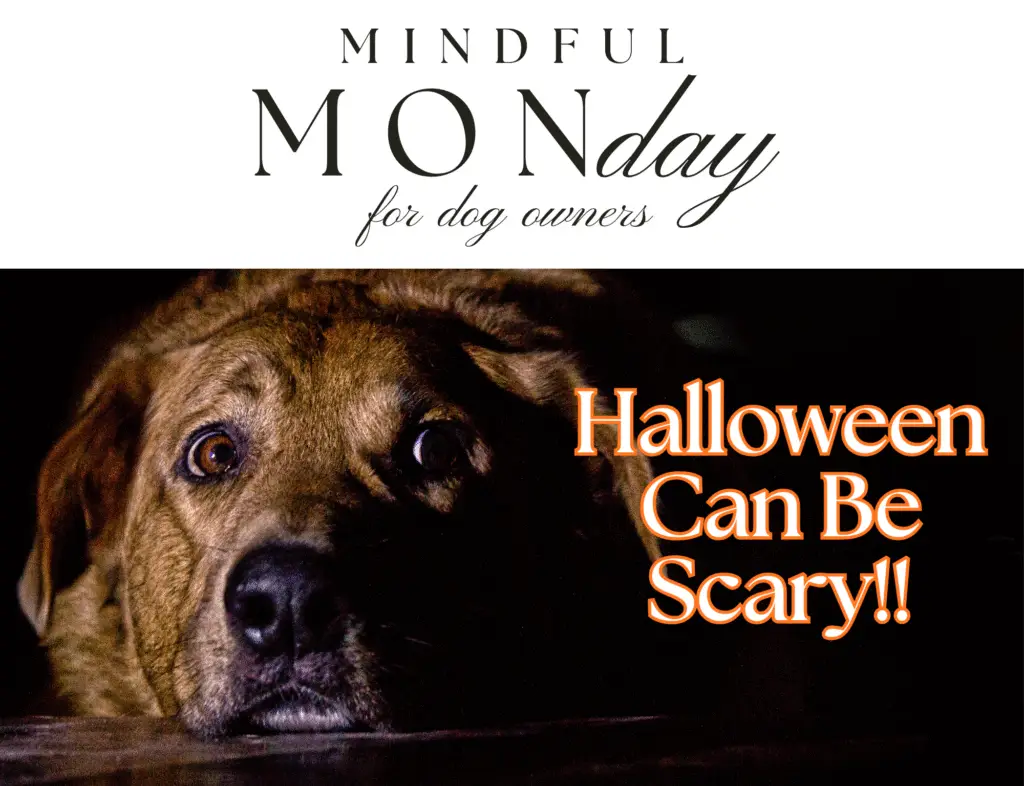 Reduce Halloween stress for dogs”