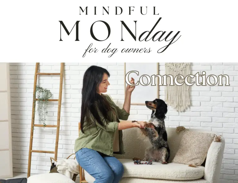 Mindful Dog Training for Real-Life Success