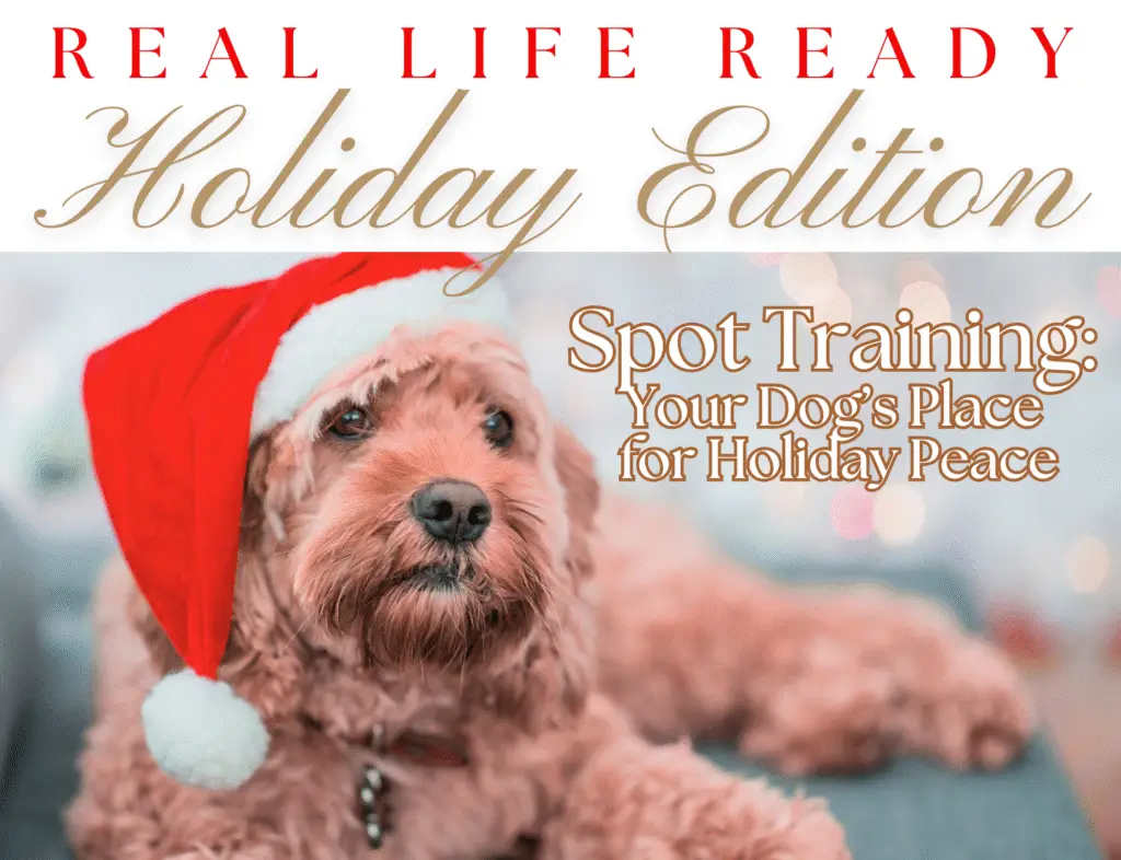 Holiday spot training for dogs