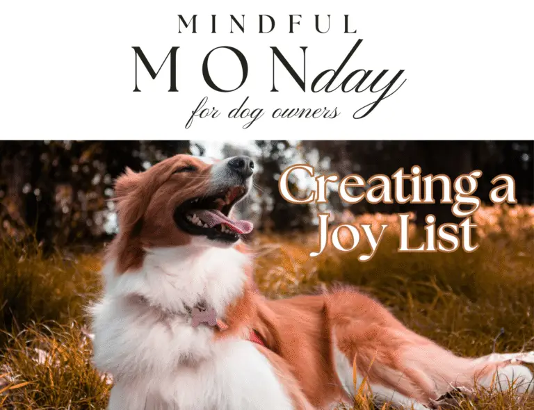 everyday joy for dogs