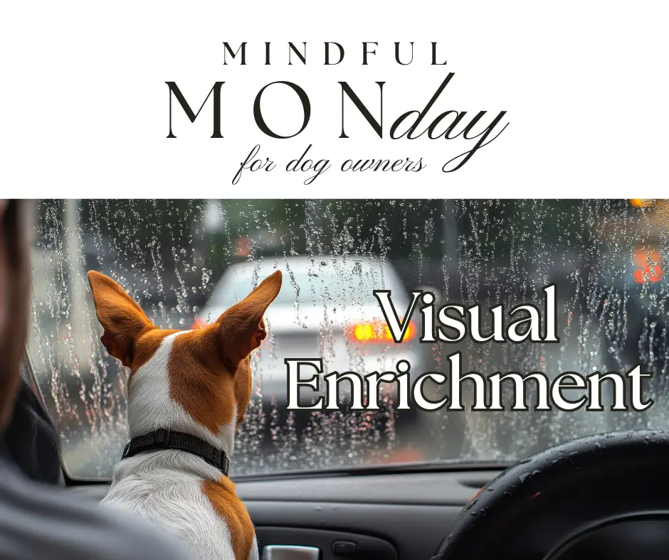 visual enrichment for dogs