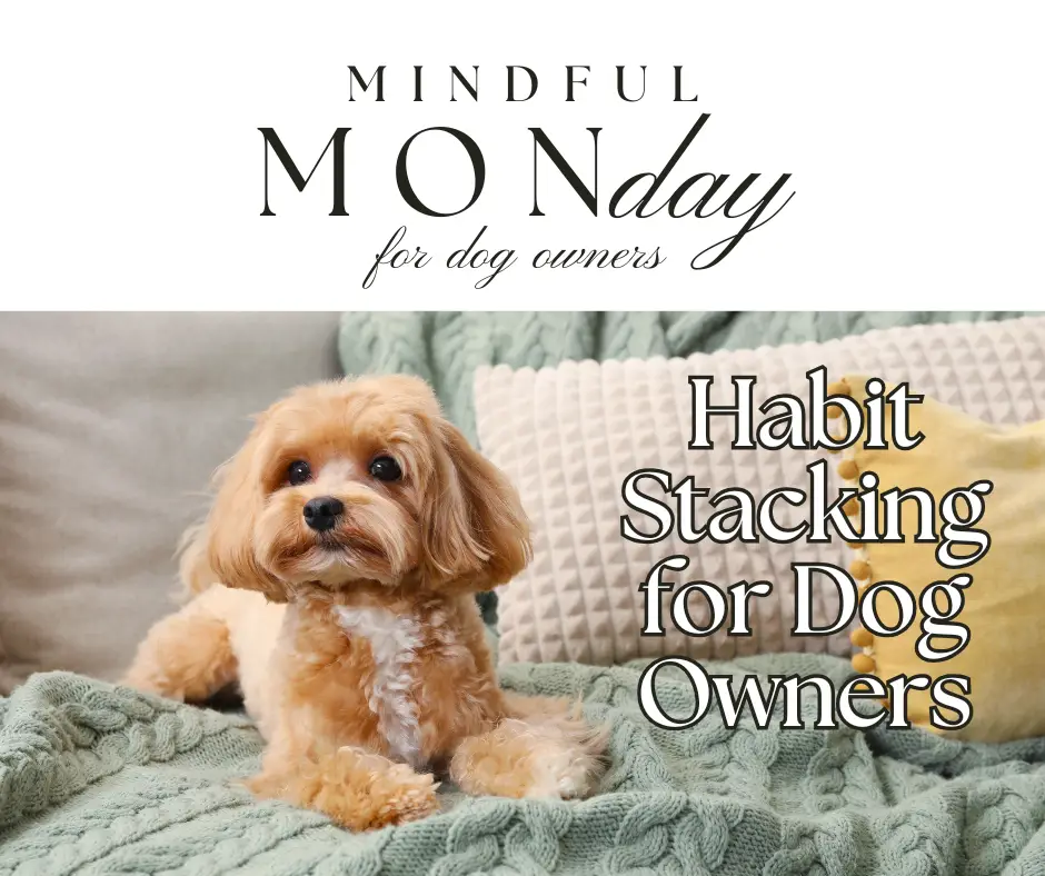 habit stacking for dog training