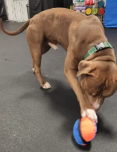 training dog using Clam Ball enrichment toy