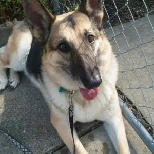 It made no sense to adopt this senior rescue German Shepherd dog.