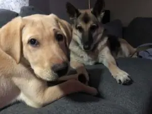 Havoc hanging out albrador retriever puppy