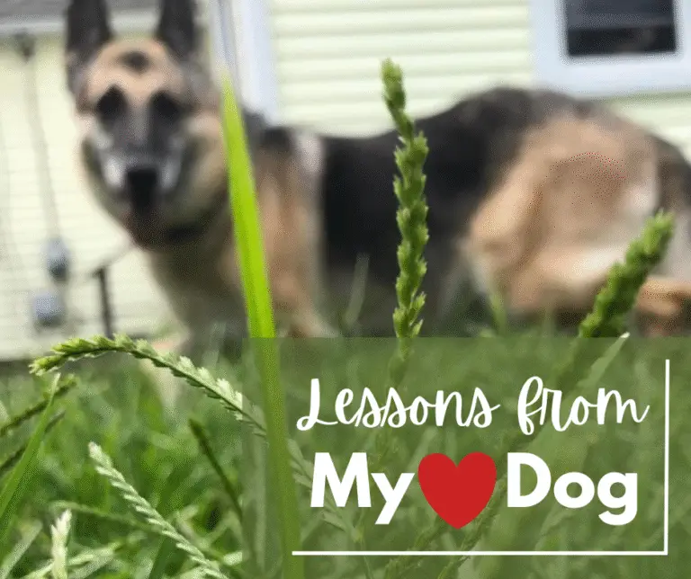 Learning to Slow Down: Mindfulness Lessons From My Heart Dog