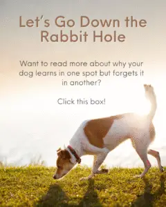 Let's Go Down The Rabbie Hole