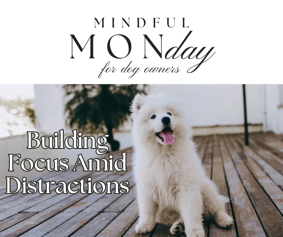 Build Your Dog’s Focus Amid Distraction