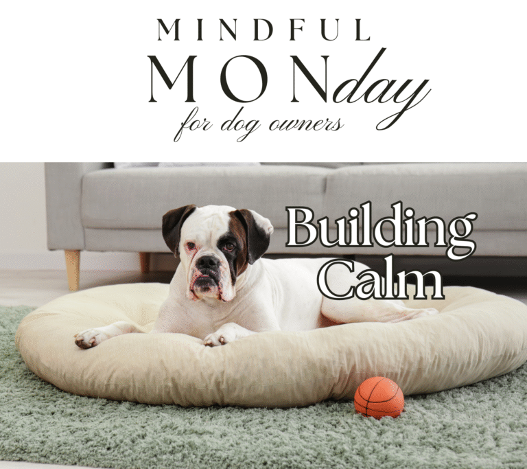 Mindful Monday: How Building Calm Helps Your Dog Focus