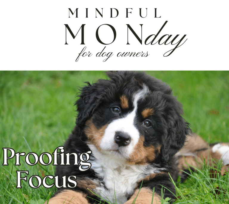 Proofing Your Dog’s Focus With Distractions (Without Pressure)