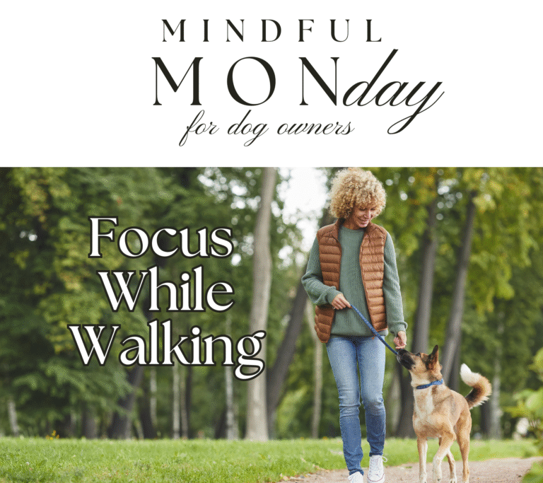 dog focus while walking
