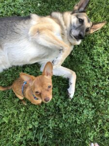 Havoc helped us pic out our next dog, a chihuahua rescue