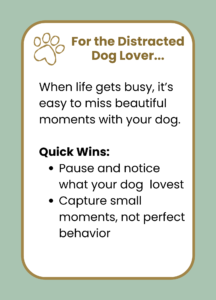 Scavenger hunt with your dog