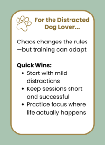 Adding distraction to your training in small steps