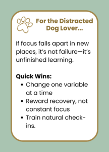 Building focus with distractions in your dog.