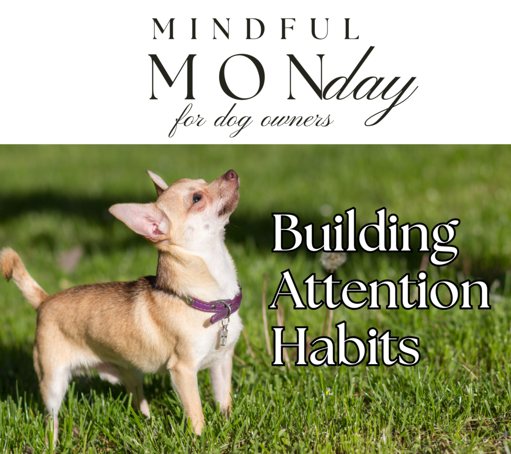 Build Your Dog’s Attention on Walks
