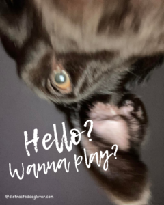 When you are sick your dog's needs don't change.